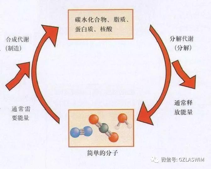 泳池专用空气源热泵图解